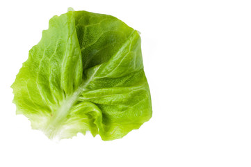 Lettuce isolated on white background.Copy space