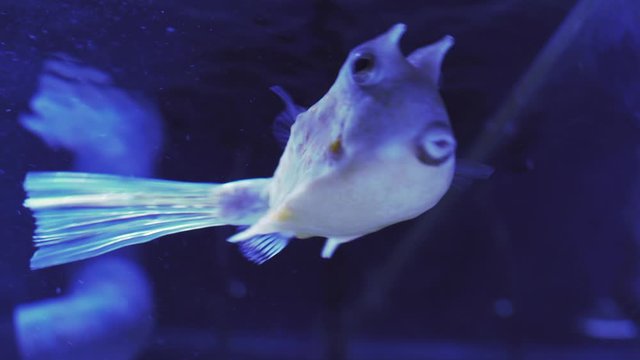 Longhorn cowfish, Lactoria cornuta, also called horned boxfish eats corals and swims in aquarium water. Tour of the fish tank. Pisces swim in the aquarium. closeup of marine fish with blue backlight.