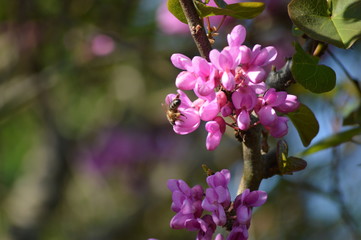 Bee