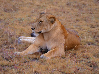 Fototapeta na wymiar löwin safari afrika Raubtier wild