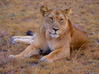 löwin Raubtier Afrika Safari Wild