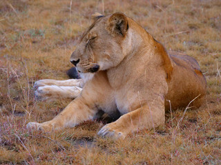 Löwin Raubtier Afrika Safari Wild