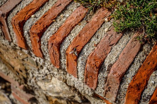 Biene sitzt auf alter Mauer mit roten sch&ouml;nen Steinen und Putz