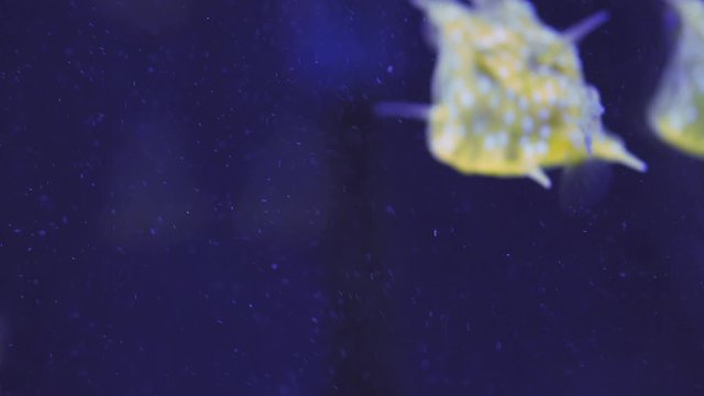 Longhorn cowfish, Lactoria cornuta, also called horned boxfish eats corals and swims in aquarium water. Tour of the fish tank. Pisces swim in the aquarium. closeup of marine fish with blue backlight.