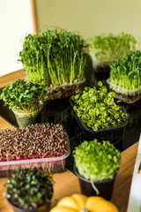 Grow sprouts of micro greens for a healthy salad. Eat right, stick to the concept of a young and modern kitchen. Ecofrendli and superfood. Raw food