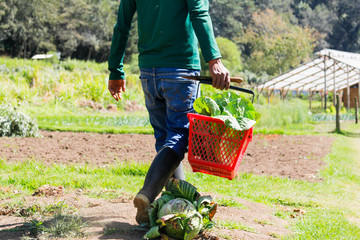 Hispanic farmer walking among crop fields harvesting fresh vegetables - man with basket full of freshly cut organic vegetables