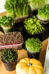 Grow sprouts of micro greens for a healthy salad. Eat right, stick to the concept of a young and modern kitchen. Ecofrendli and superfood. Raw food