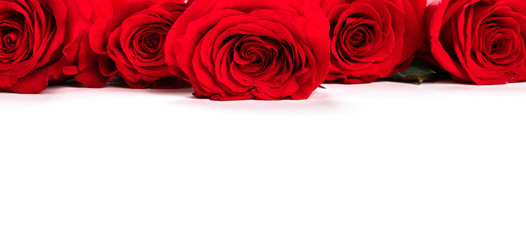 Red fresh roses isolated on white background.