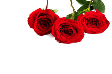 Red Bouquet of fresh roses .Traditional gift holiday