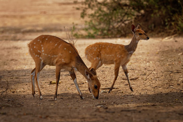 Cape Bushbuck - Tragelaphus scriptus is a widespread species of antelope in Sub-Saharan Africa. Similar to kewel some scientific literature refers to it as the imbabala