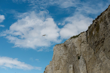 Möwe fliegt über Kalksandstein Steilküse am Meer