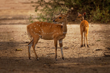 Cape Bushbuck - Tragelaphus scriptus is a widespread species of antelope in Sub-Saharan Africa. Similar to kewel some scientific literature refers to it as the imbabala