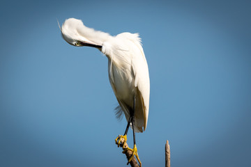 Little Egret with an itch
