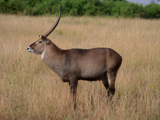 Naklejka na ściany i meble Antilope Horn Afrika Safari Wild