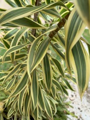  Green and yellow leaves