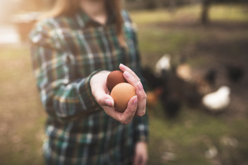 Woman`s hands holding a chicken eggs against of small garden with chickens. Diversity of chicken eggs. - 320673249