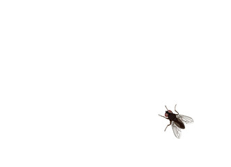 Fliege, Stubenfliege, Vektor illustration isoliert auf weißem Hintergrund
