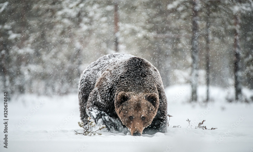 Wall mural Adult Male of Brown  Bear walks through the winter forest in the snow. Front view. Snowfall, blizzard. Scientific name:  Ursus arctos. Natural habitat. Winter season.