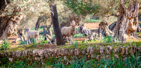 sheep and calves in the grass