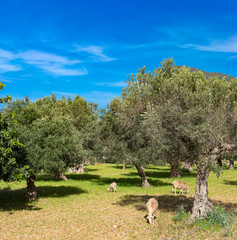 olive grove on the island of Mallorca