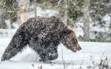 Bear walks through the winter forest in the snow . Snowfall, blizzard. Scientific name:  Ursus arctos. Natural habitat. Winter season.