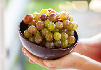 bunches of grapes in female hands