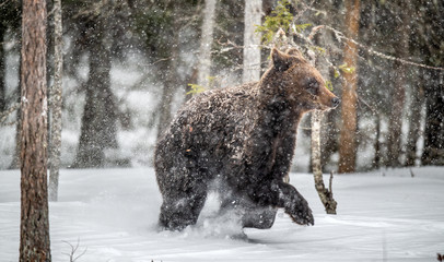 Brown bear runns in the snow in the winter forest. Snowfall, blizzard. Scientific name:  Ursus arctos. Natural habitat. Winter season.