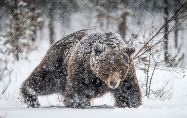 Adult Male of Brown  Bear walks through the winter forest in the snow. Front view. Snowfall, blizzard. Scientific name:  Ursus arctos. Natural habitat. Winter season.