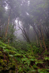 Enchanted forest of Pijaral, Anaga Mountains. Tenerife, Canary Islands. Spain