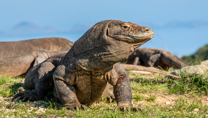 Obraz premium The Komodo dragon raised the head with open mouth. Scenic view onb the background, Scientific name: Varanus Komodoensis. Natural habitat. Indonesia. Rinca Island.