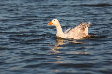 White goose swimming in the pond.