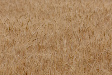 Wheat field. Wheat harvest. Agriculture.