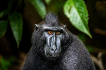 The Celebes crested macaque. Close up portrait, front view. Crested black macaque, Sulawesi crested macaque, or the black ape.  Natural habitat. Sulawesi. Indonesia.