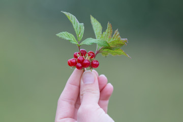 berry, food, red, nature, ripe, green, plant, garden, summer, bush, healthy, leaf, sweet, berries,...