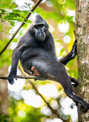 The Celebes crested macaque on the tree. Crested black macaque, Sulawesi crested macaque, sulawesi macaque or the black ape.  Natural habitat. Sulawesi Island. Indonesia.