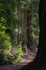 Obraz premium Redwood trees