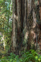 Redwood trees