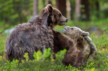 Fototapeta premium Brown Bear Cubs playfully fighting in summer forest. Scientific name: Ursus Arctos Arctos. Natural habitat.