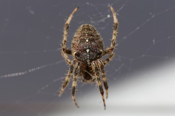Nahaufnahme einer großen Spinne in einem Netz