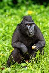 The Celebes crested macaque with fruit. Green natural background. Crested black macaque, Sulawesi crested macaque, sulawesi macaque or the black ape.  Natural habitat. Sulawesi Island. Indonesia.