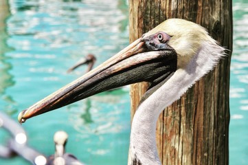 Pelikan sitzt an einem Pier vor einem Holzpfahl