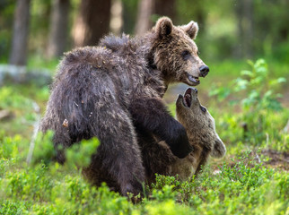Obraz premium Brown Bear Cubs playfully fighting in summer forest. Scientific name: Ursus Arctos Arctos. Natural habitat.