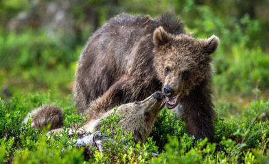 Fototapeta premium Brown Bear Cubs playfully fighting in summer forest. Scientific name: Ursus Arctos Arctos. Natural habitat.