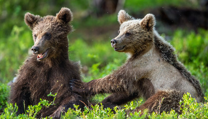 Obraz premium Brown Bear Cubs playfully fighting in summer forest. Scientific name: Ursus Arctos Arctos. Natural habitat.