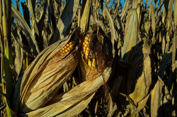 Field corn ready for harvest in the late day golden sun of a bright and sunny October day. Field...