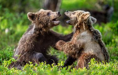 Obraz premium Brown Bear Cubs playfully fighting in summer forest. Scientific name: Ursus Arctos Arctos. Natural habitat.