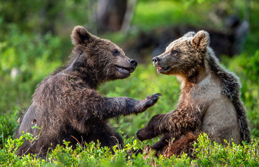 Obraz premium Brown Bear Cubs playfully fighting in summer forest. Scientific name: Ursus Arctos Arctos. Natural habitat.
