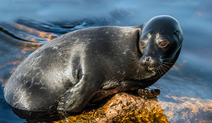 The Ladoga ringed seal resting on a stone. Close up portrait. Scientific name: Pusa hispida ladogensis. The Ladoga seal in a natural habitat. Ladoga Lake. Russia