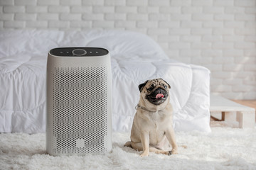 Dog Pug Breed and Air purifier in cozy white bed room for filter and cleaning removing dust PM2.5...