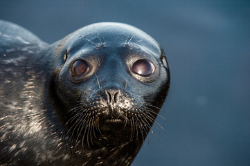 The Ladoga ringed seal resting on a stone. Close up portrait, front view. Scientific name: Pusa...